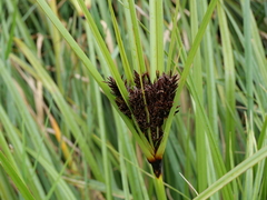 Cyperus ustulatus