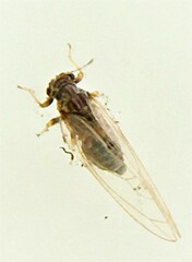 Bactericera cockerelli