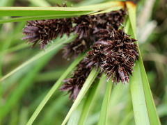 Cyperus ustulatus