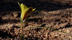 Romulea citrina