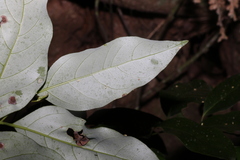 Cryptocarya erythroxylon