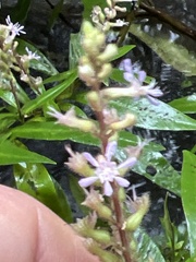 Cuphea epilobiifolia