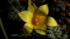 Romulea citrina