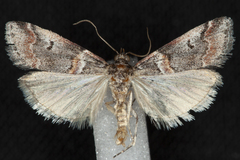 Acrobasis tricolorella