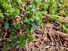 Veronica arvensis