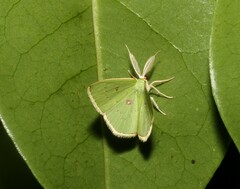 Comostola leucomerata