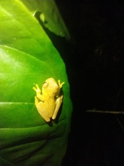 Dendropsophus microcephalus