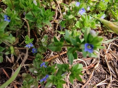 Veronica arvensis