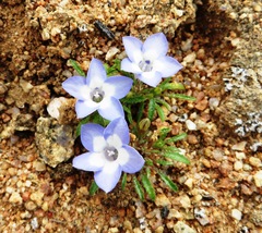 Wahlenbergia acaulis