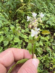 Tripogandra serrulata