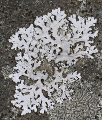 Physcia caesia