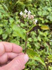 Tripogandra serrulata