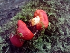 Leratiomyces erythrocephalus