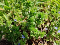 Veronica arvensis