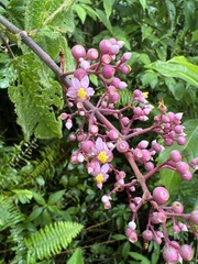 Miconia subcrustulata