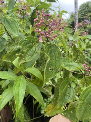 Miconia subcrustulata