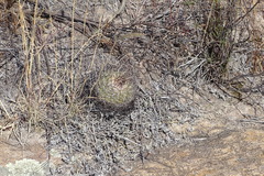 Echinofossulocactus