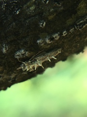 Akanthomyces tuberculatus