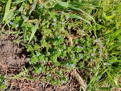 Veronica arvensis