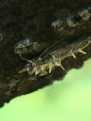 Akanthomyces tuberculatus