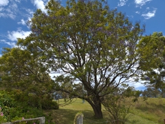 Jacarandeae