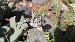 Corpuscularia lehmannii