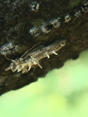 Akanthomyces tuberculatus