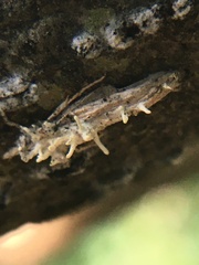 Akanthomyces tuberculatus