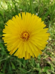 Hypochaeris radicata