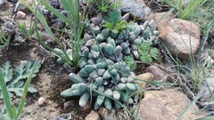 Corpuscularia lehmannii