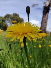 Hypochaeris radicata