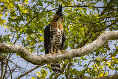 Spizaetus ornatus