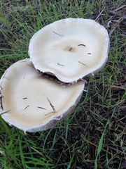 Stropharia ambigua