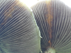 Stropharia ambigua