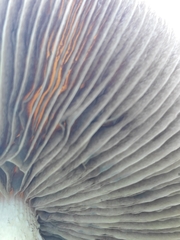 Stropharia ambigua