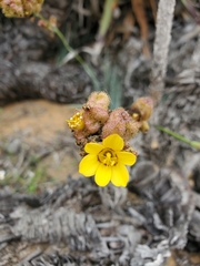 Sisyrinchium graminifolium