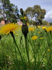 Hypochaeris radicata