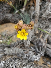 Sisyrinchium graminifolium