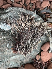 Furcellaria lumbricalis