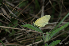 Eurema smilax