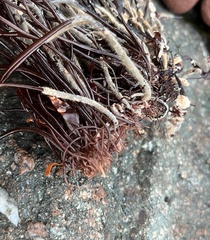 Furcellaria lumbricalis