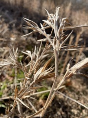 Dichanthelium scoparium