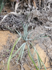 Sisyrinchium graminifolium
