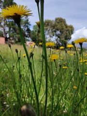 Hypochaeris radicata