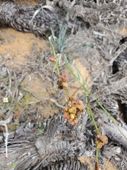 Sisyrinchium graminifolium