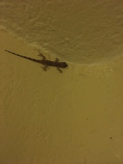 Hemidactylus mabouia