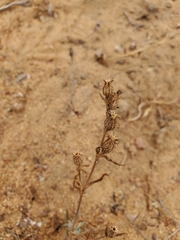 Silene gallica