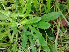 Hypochaeris radicata