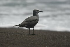 Leucophaeus modestus