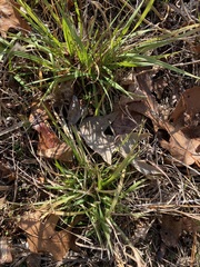 Dichanthelium scoparium